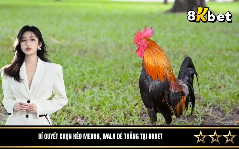 Bí quyết chọn kèo meron, wala dễ thắng tại 8Kbet