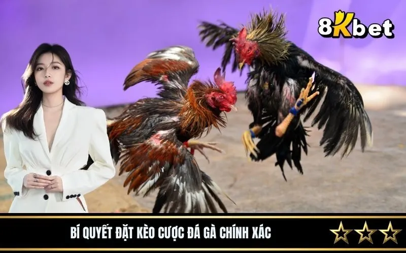 Cách đặt kèo cược đá gà chính xác và giành chiến thắng