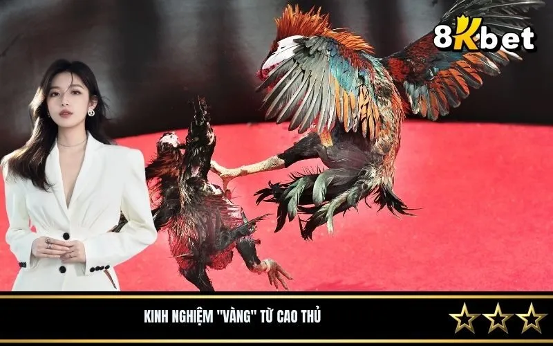 Kinh nghiệm vàng từ cao thủ